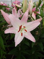 [4213 Camengo Mak No02.JPG]